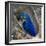 Brazil. Hyacinth macaw in the Pantanal.-Ralph H. Bendjebar-Framed Photographic Print