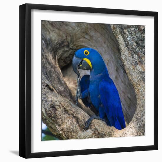 Brazil. Hyacinth macaw in the Pantanal.-Ralph H. Bendjebar-Framed Photographic Print