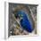 Brazil. Hyacinth macaw in the Pantanal.-Ralph H. Bendjebar-Framed Photographic Print