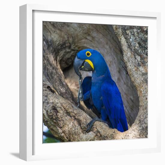 Brazil. Hyacinth macaw in the Pantanal.-Ralph H. Bendjebar-Framed Photographic Print