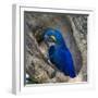 Brazil. Hyacinth macaw in the Pantanal.-Ralph H. Bendjebar-Framed Photographic Print