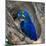 Brazil. Hyacinth macaw in the Pantanal.-Ralph H. Bendjebar-Mounted Photographic Print