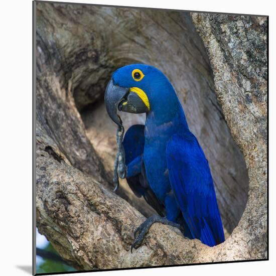 Brazil. Hyacinth macaw in the Pantanal.-Ralph H. Bendjebar-Mounted Photographic Print