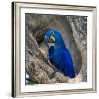 Brazil. Hyacinth macaw in the Pantanal.-Ralph H. Bendjebar-Framed Photographic Print