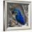 Brazil. Hyacinth macaw in the Pantanal.-Ralph H. Bendjebar-Framed Photographic Print