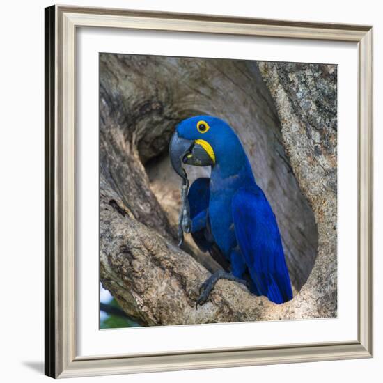 Brazil. Hyacinth macaw in the Pantanal.-Ralph H. Bendjebar-Framed Photographic Print