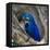 Brazil. Hyacinth macaw in the Pantanal.-Ralph H. Bendjebar-Framed Stretched Canvas