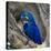 Brazil. Hyacinth macaw in the Pantanal.-Ralph H. Bendjebar-Stretched Canvas