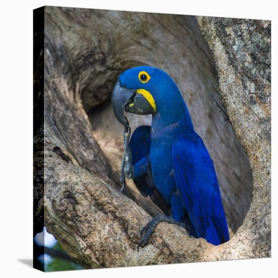 Brazil. Hyacinth macaw in the Pantanal.-Ralph H. Bendjebar-Stretched Canvas