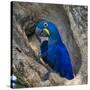 Brazil. Hyacinth macaw in the Pantanal.-Ralph H. Bendjebar-Stretched Canvas