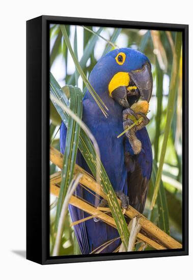 Brazil. Hyacinth macaw in the Pantanal.-Ralph H. Bendjebar-Framed Stretched Canvas