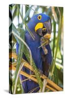 Brazil. Hyacinth macaw in the Pantanal.-Ralph H. Bendjebar-Stretched Canvas