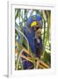 Brazil. Hyacinth macaw in the Pantanal.-Ralph H. Bendjebar-Framed Photographic Print