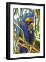 Brazil. Hyacinth macaw in the Pantanal.-Ralph H. Bendjebar-Framed Photographic Print