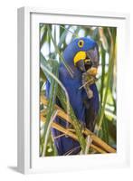 Brazil. Hyacinth macaw in the Pantanal.-Ralph H. Bendjebar-Framed Photographic Print