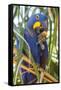 Brazil. Hyacinth macaw in the Pantanal.-Ralph H. Bendjebar-Framed Stretched Canvas