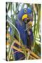 Brazil. Hyacinth macaw in the Pantanal.-Ralph H. Bendjebar-Stretched Canvas