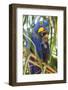 Brazil. Hyacinth macaw in the Pantanal.-Ralph H. Bendjebar-Framed Photographic Print