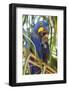 Brazil. Hyacinth macaw in the Pantanal.-Ralph H. Bendjebar-Framed Photographic Print