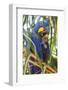 Brazil. Hyacinth macaw in the Pantanal.-Ralph H. Bendjebar-Framed Photographic Print