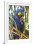 Brazil. Hyacinth macaw in the Pantanal.-Ralph H. Bendjebar-Framed Photographic Print