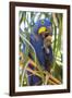 Brazil. Hyacinth macaw in the Pantanal.-Ralph H. Bendjebar-Framed Photographic Print