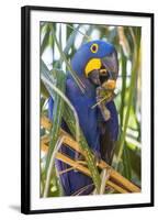 Brazil. Hyacinth macaw in the Pantanal.-Ralph H. Bendjebar-Framed Photographic Print