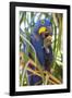 Brazil. Hyacinth macaw in the Pantanal.-Ralph H. Bendjebar-Framed Photographic Print