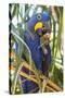 Brazil. Hyacinth macaw in the Pantanal.-Ralph H. Bendjebar-Stretched Canvas