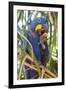 Brazil. Hyacinth macaw in the Pantanal.-Ralph H. Bendjebar-Framed Premium Photographic Print