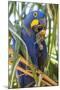 Brazil. Hyacinth macaw in the Pantanal.-Ralph H. Bendjebar-Mounted Premium Photographic Print