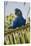 Brazil. Hyacinth macaw in the Pantanal.-Ralph H. Bendjebar-Stretched Canvas