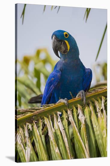 Brazil. Hyacinth macaw in the Pantanal.-Ralph H. Bendjebar-Stretched Canvas