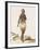 Brazil, Indian Woman from Orinoco-null-Framed Giclee Print