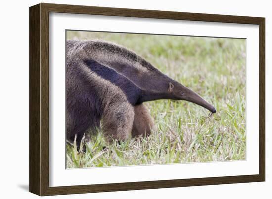 Brazil, Mato Grosso do Sul, Bonito, giant anteater.-Ellen Goff-Framed Photographic Print