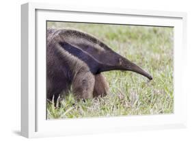 Brazil, Mato Grosso do Sul, Bonito, giant anteater.-Ellen Goff-Framed Photographic Print