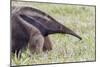 Brazil, Mato Grosso do Sul, Bonito, giant anteater.-Ellen Goff-Mounted Photographic Print