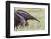 Brazil, Mato Grosso do Sul, Bonito, giant anteater.-Ellen Goff-Framed Photographic Print