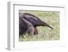 Brazil, Mato Grosso do Sul, Bonito, giant anteater.-Ellen Goff-Framed Photographic Print