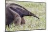 Brazil, Mato Grosso do Sul, Bonito, giant anteater.-Ellen Goff-Mounted Photographic Print