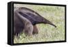Brazil, Mato Grosso do Sul, Bonito, giant anteater.-Ellen Goff-Framed Stretched Canvas