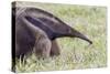 Brazil, Mato Grosso do Sul, Bonito, giant anteater.-Ellen Goff-Stretched Canvas