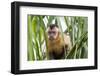 Brazil, Mato Grosso do Sul, Bonito. Portrait of a brown capuchin monkey, Cebus apella.-Ellen Goff-Framed Photographic Print