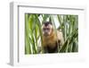 Brazil, Mato Grosso do Sul, Bonito. Portrait of a brown capuchin monkey, Cebus apella.-Ellen Goff-Framed Photographic Print