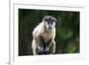 Brazil, Mato Grosso do Sul, Bonito. Portrait of a brown capuchin monkey.-Ellen Goff-Framed Premium Photographic Print