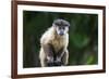 Brazil, Mato Grosso do Sul, Bonito. Portrait of a brown capuchin monkey.-Ellen Goff-Framed Premium Photographic Print