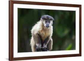 Brazil, Mato Grosso do Sul, Bonito. Portrait of a brown capuchin monkey.-Ellen Goff-Framed Premium Photographic Print