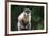 Brazil, Mato Grosso do Sul, Bonito. Portrait of a brown capuchin monkey.-Ellen Goff-Framed Premium Photographic Print