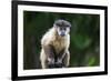 Brazil, Mato Grosso do Sul, Bonito. Portrait of a brown capuchin monkey.-Ellen Goff-Framed Premium Photographic Print