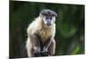 Brazil, Mato Grosso do Sul, Bonito. Portrait of a brown capuchin monkey.-Ellen Goff-Mounted Premium Photographic Print